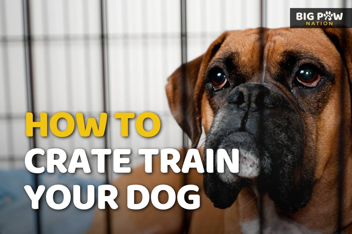 How To Crate Train Your Dog A Big Dog Owner Photo Inspiration